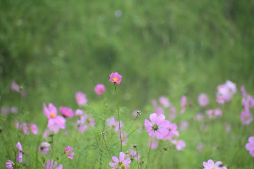 Pink flower