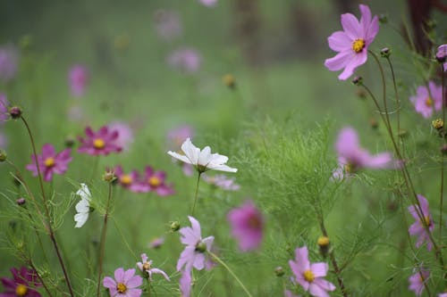 Fotobanka s bezplatnými fotkami na tému biely kvet a zeleň, bokeh efekt, kodaikanal kvety