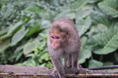 Fotobanka s bezplatnými fotkami na tému chvostová opica, indické zviera, lesné zviera
