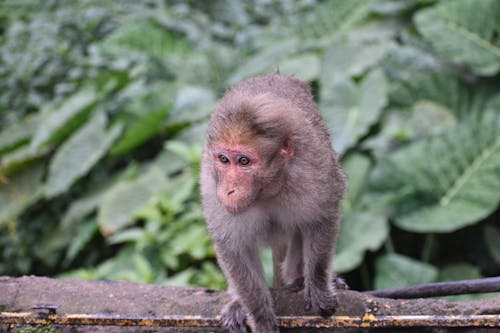 Indian Monkey