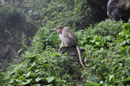 Free Gray Monkey Sitting on the Rock Stock Photo