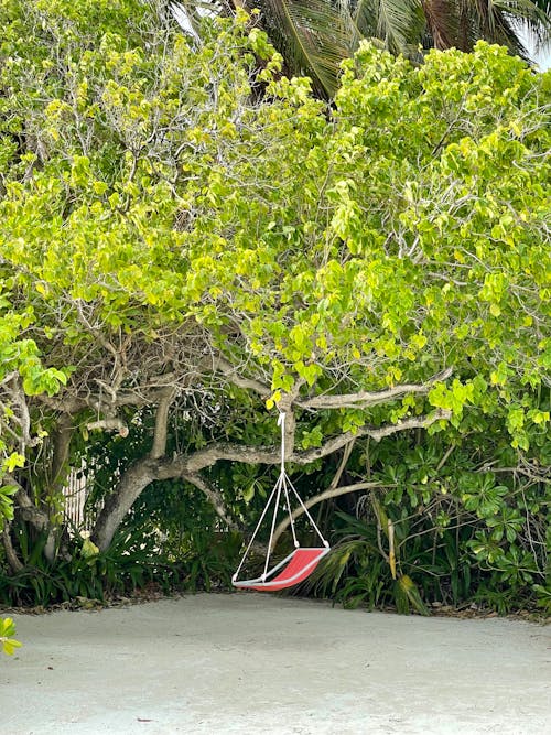 ağaçlar, plaj, Rahatlamak içeren Ücretsiz stok fotoğraf