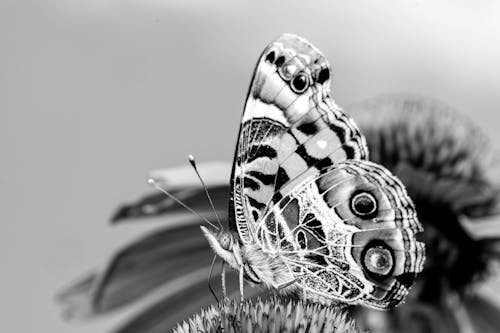 Grayscale Photo of a Butterfly