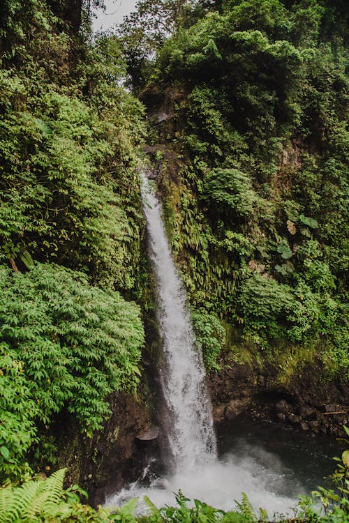Immagine gratuita di a cascata, acqua corrente, alberi