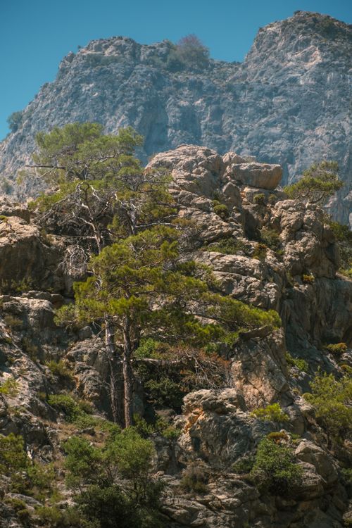 Free Captivating view of rocky mountains with vibrant trees against a clear blue sky, perfect for nature enthusiasts. Stock Photo