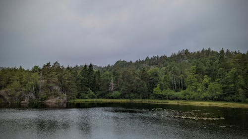 Lake and a Forest on a Windy Day