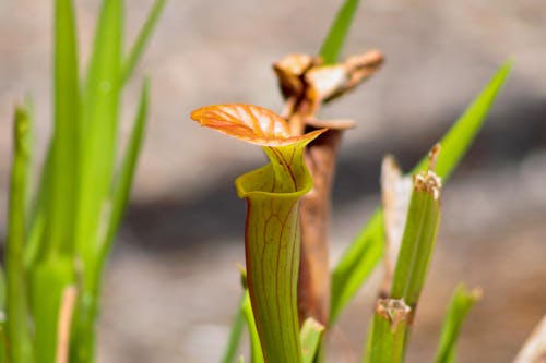 Close-up of a Pitcher Plant