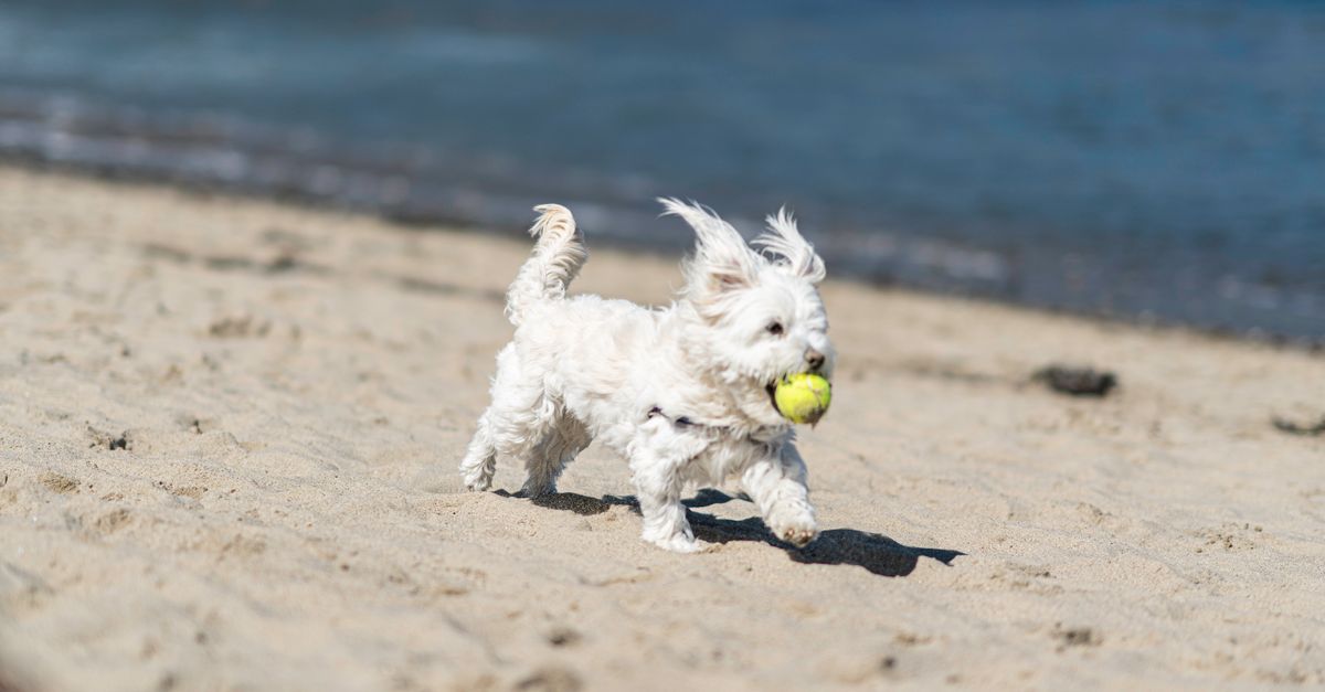 Maltese