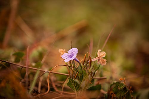 small flower