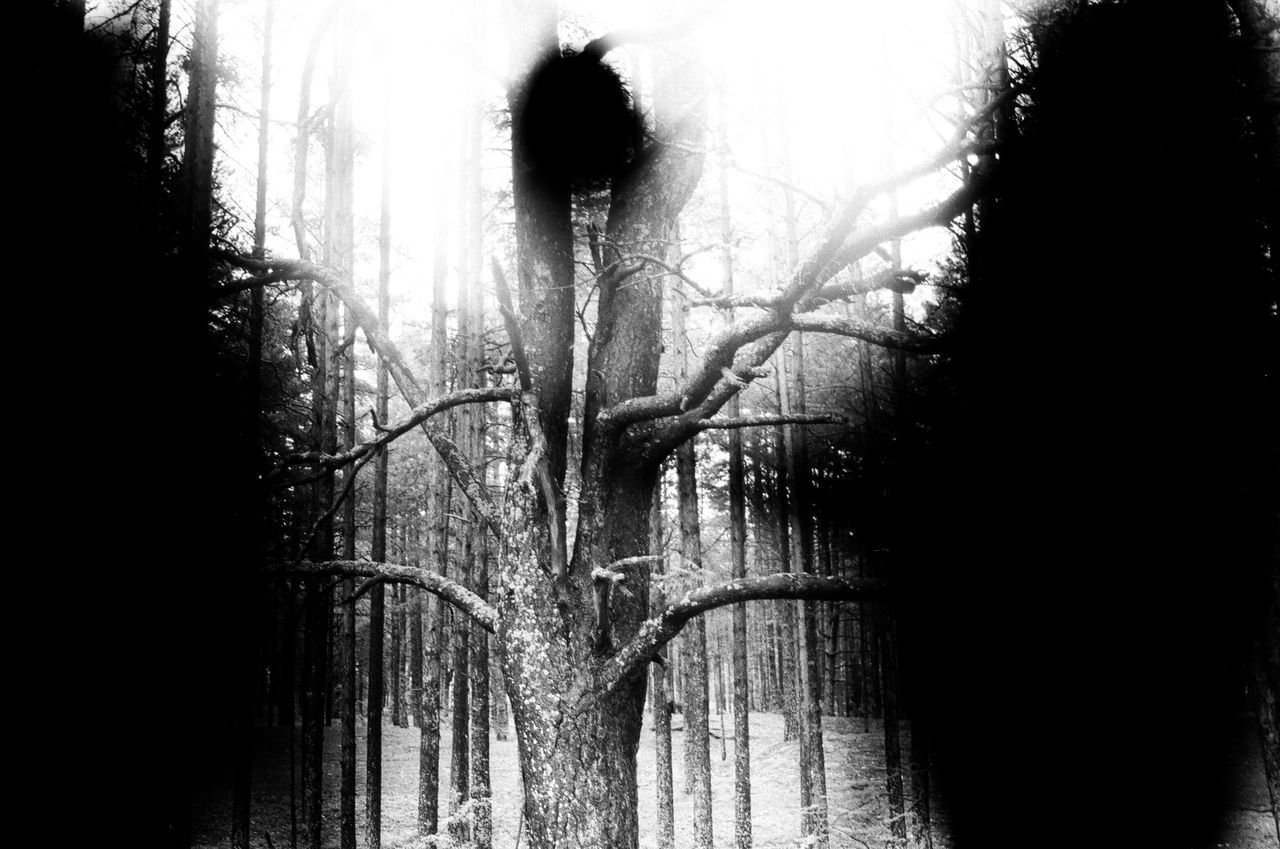 a spooky black and white image of a forest with leafless trees creatin