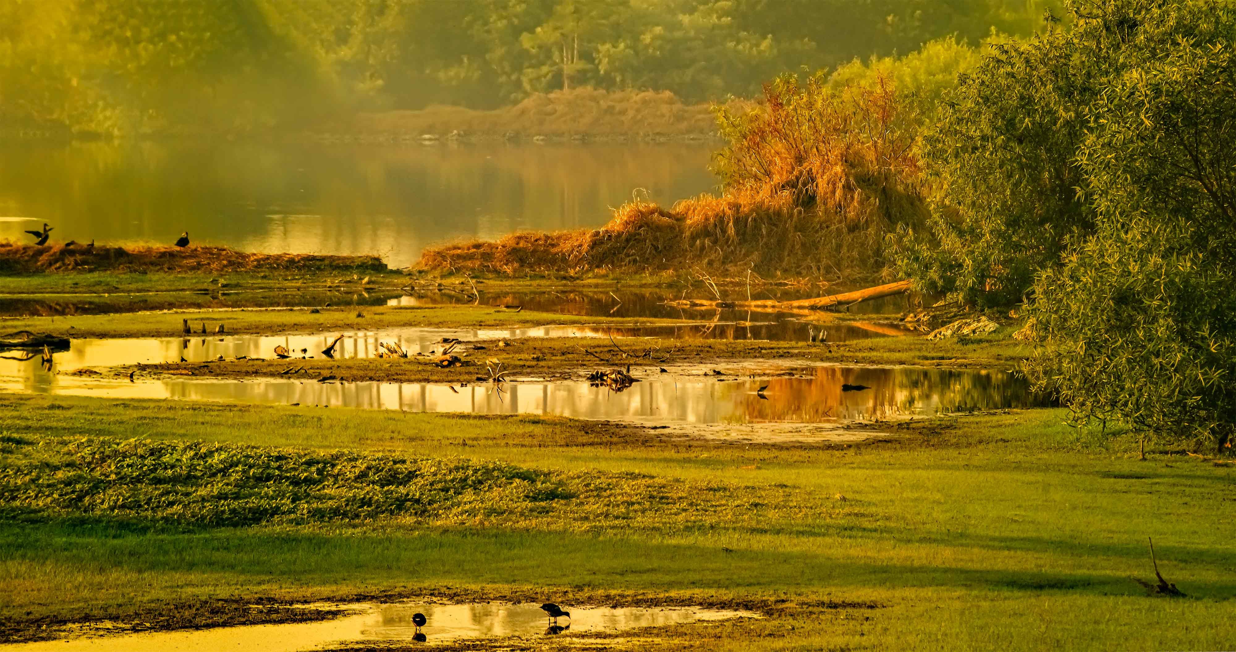 Water Body Restoration