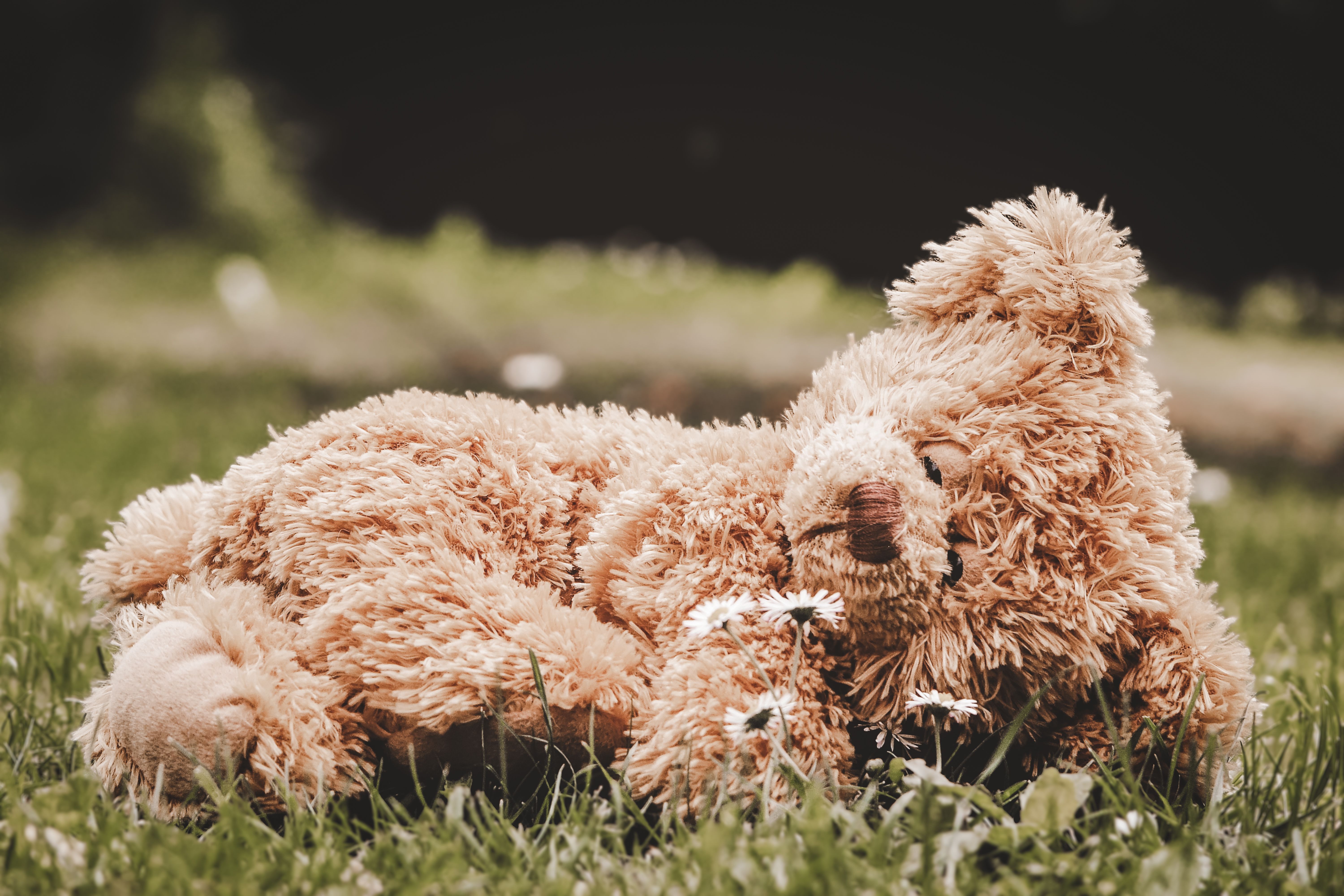 A plush teddy bear lying on green grass outdoors under warm sunlight.