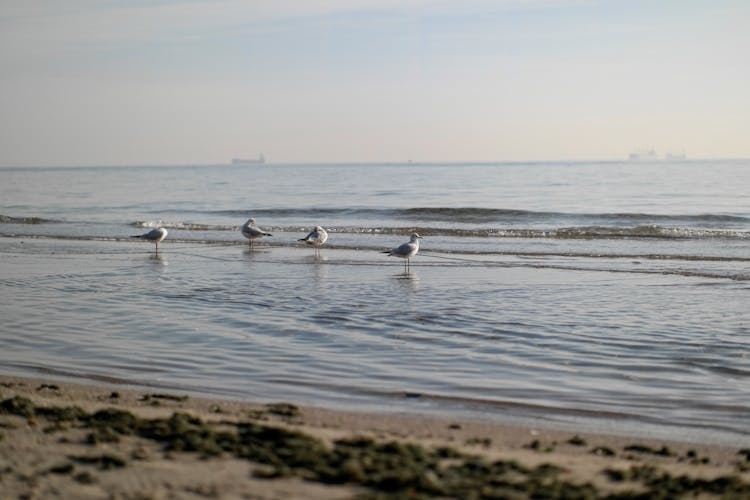 Birds Standing On Beach 