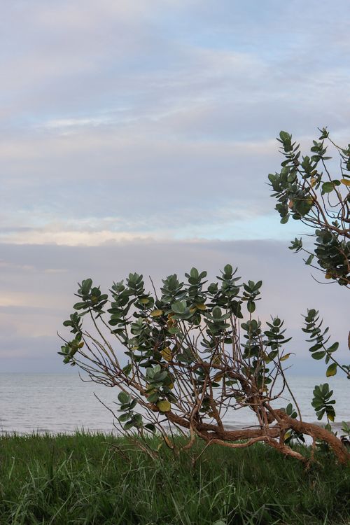 Free A tranquil coastal scene with lush green tree and ocean waves in Paraíba, Brazil. Stock Photo