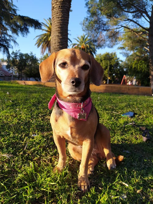 Free Close-Up Shot of a Dog on the Grass  Stock Photo