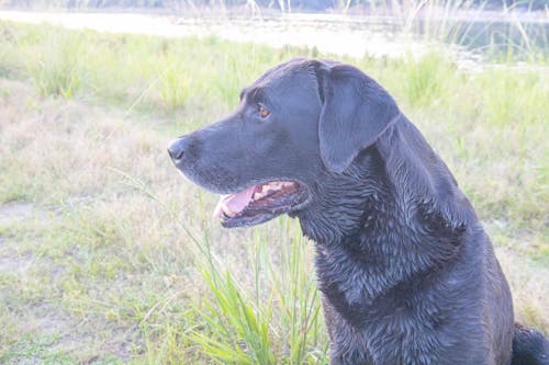 Fotos de stock gratuitas de aureola, ave perro, labrador retriever