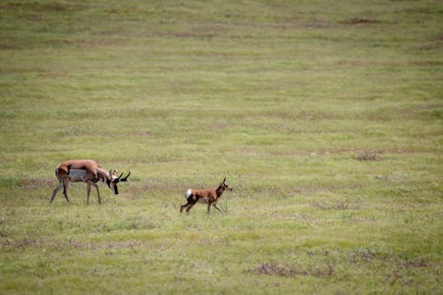 Základová fotografie zdarma na téma antilopy, fotografování zvířat, gazela