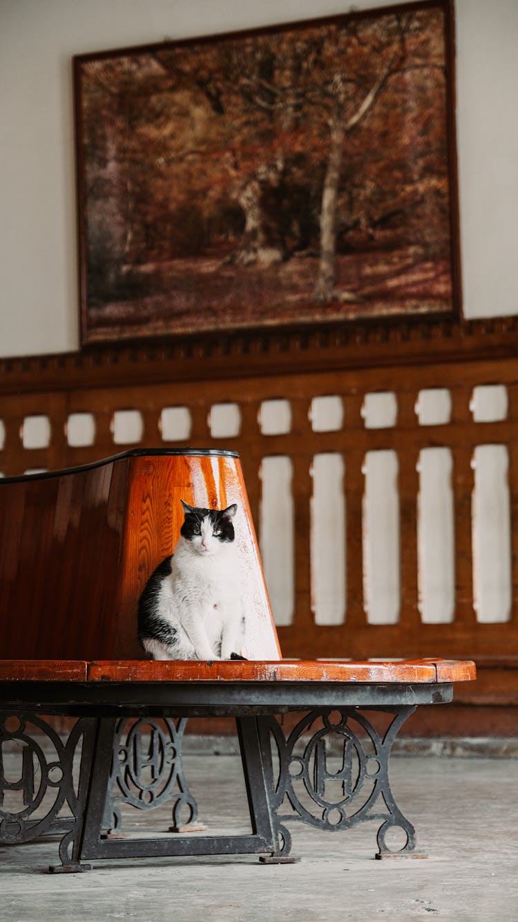 Cat Sitting On Bench Indoors