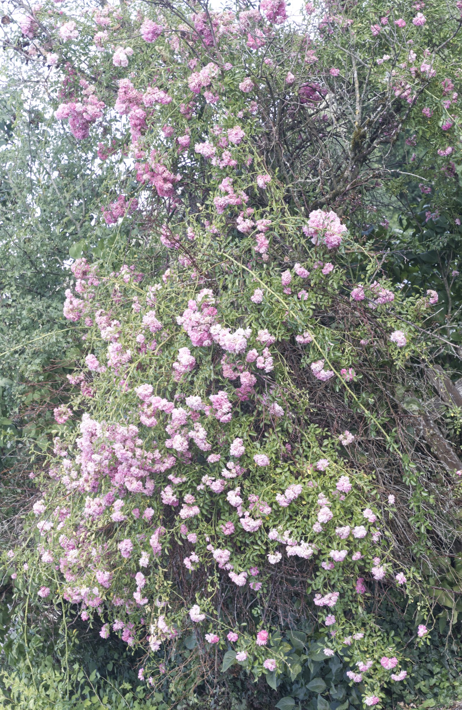 Grappe de fleurs