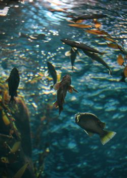 Dynamic underwater photograph featuring various fish swimming amidst vibrant aquatic plants.