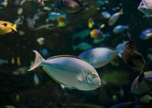 Colorful underwater scene featuring a yellowfin surgeonfish among various tropical fish.