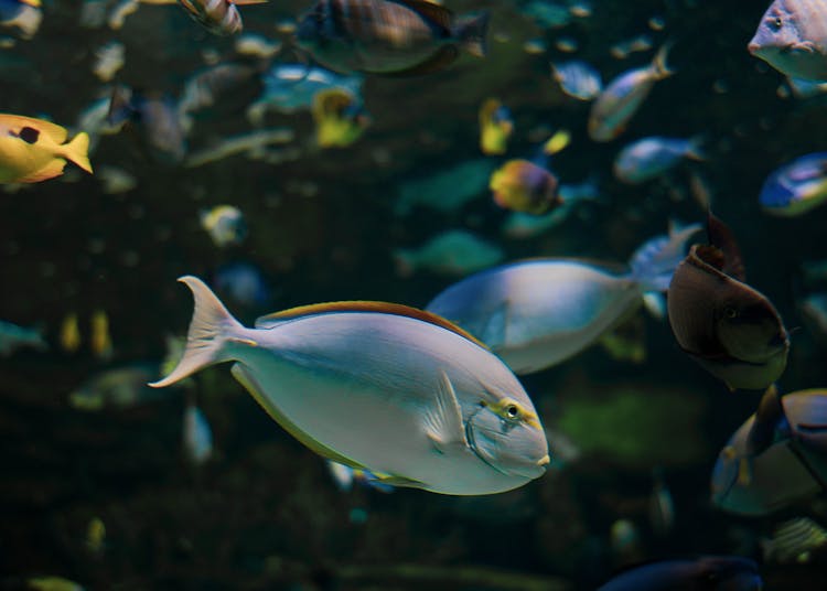 Yellowfin Surgeonfish In Water