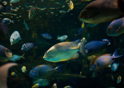 Vibrant tropical fish swimming in an aquarium, showcasing a variety of exotic species.