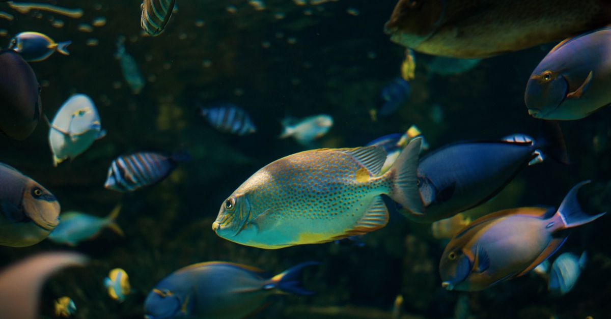 Cropped Image Fish Underwater Photo of a School of Tropical Fish · Free Stock Photo