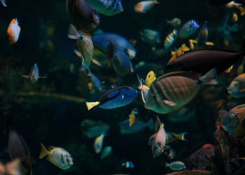 Captivating display of colorful tropical fish swimming gracefully in an aquarium.