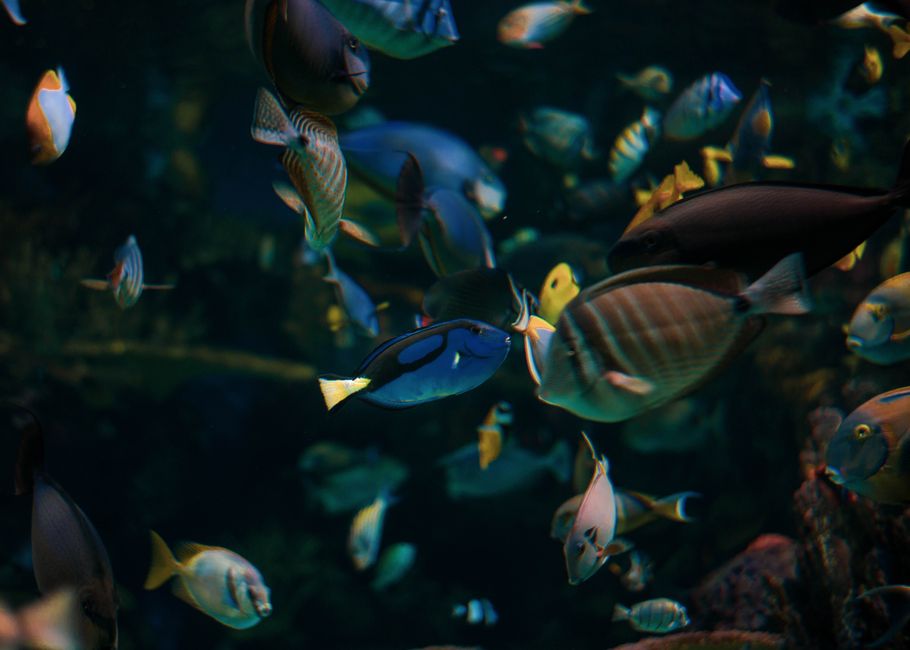 Colorful fish swimming among plants in a pink-lit aquarium.