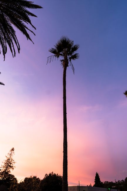A scenic view of palm trees silhouetted against a vibrant sunset in Oakland, California.