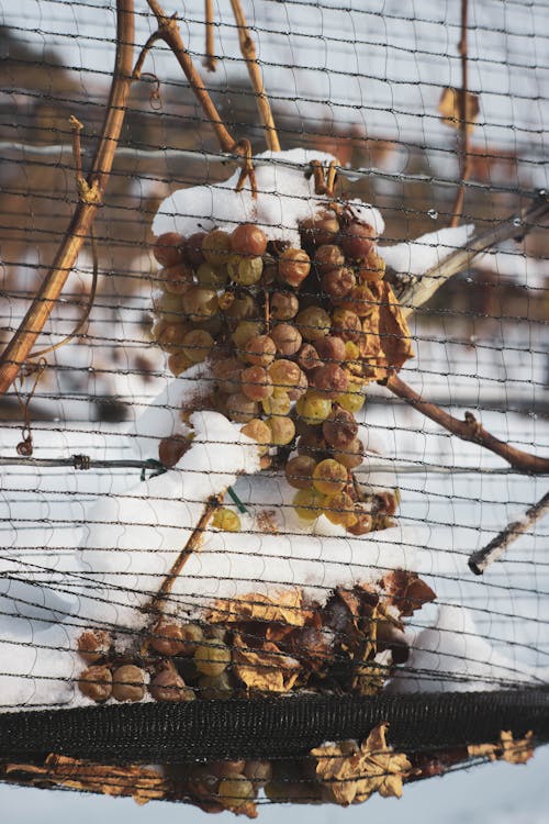 Close-up of a Grapevine Covered in Snow 