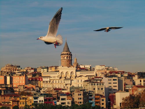 Birds Flying in Sky over City