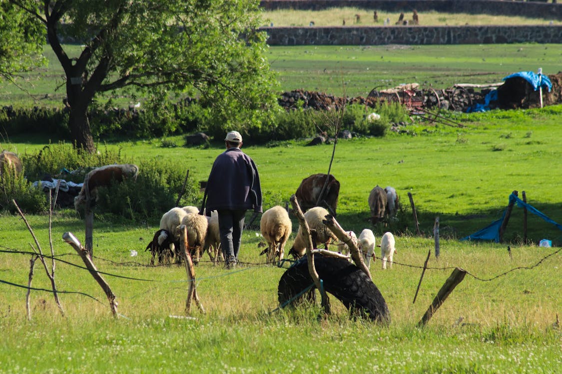 Man in Black Jacket Standing on Grassland Beside Animals