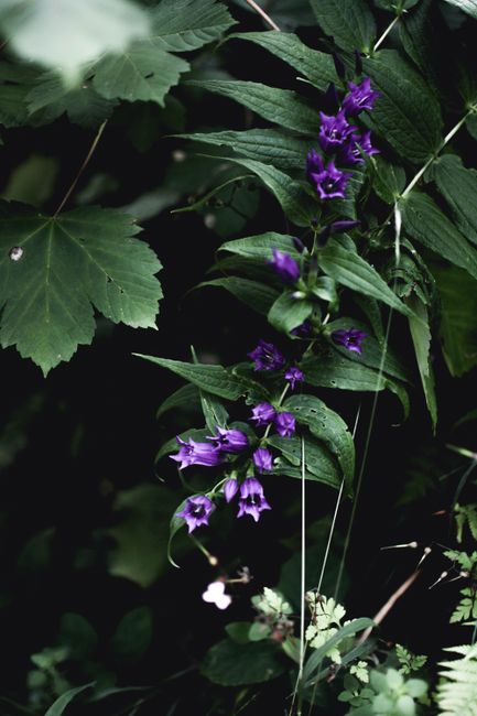 Close-up of vivid purple flowers blooming in the lush greenery of a wild landscape.