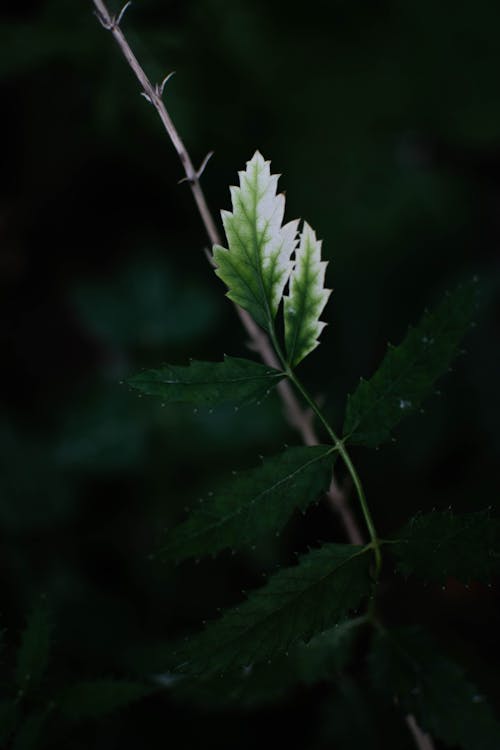 Focus Photography Of Green Leafed Plant
