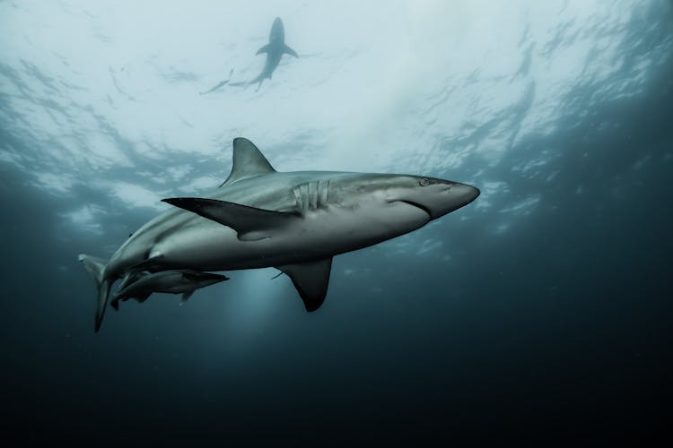 Sharks Under Water