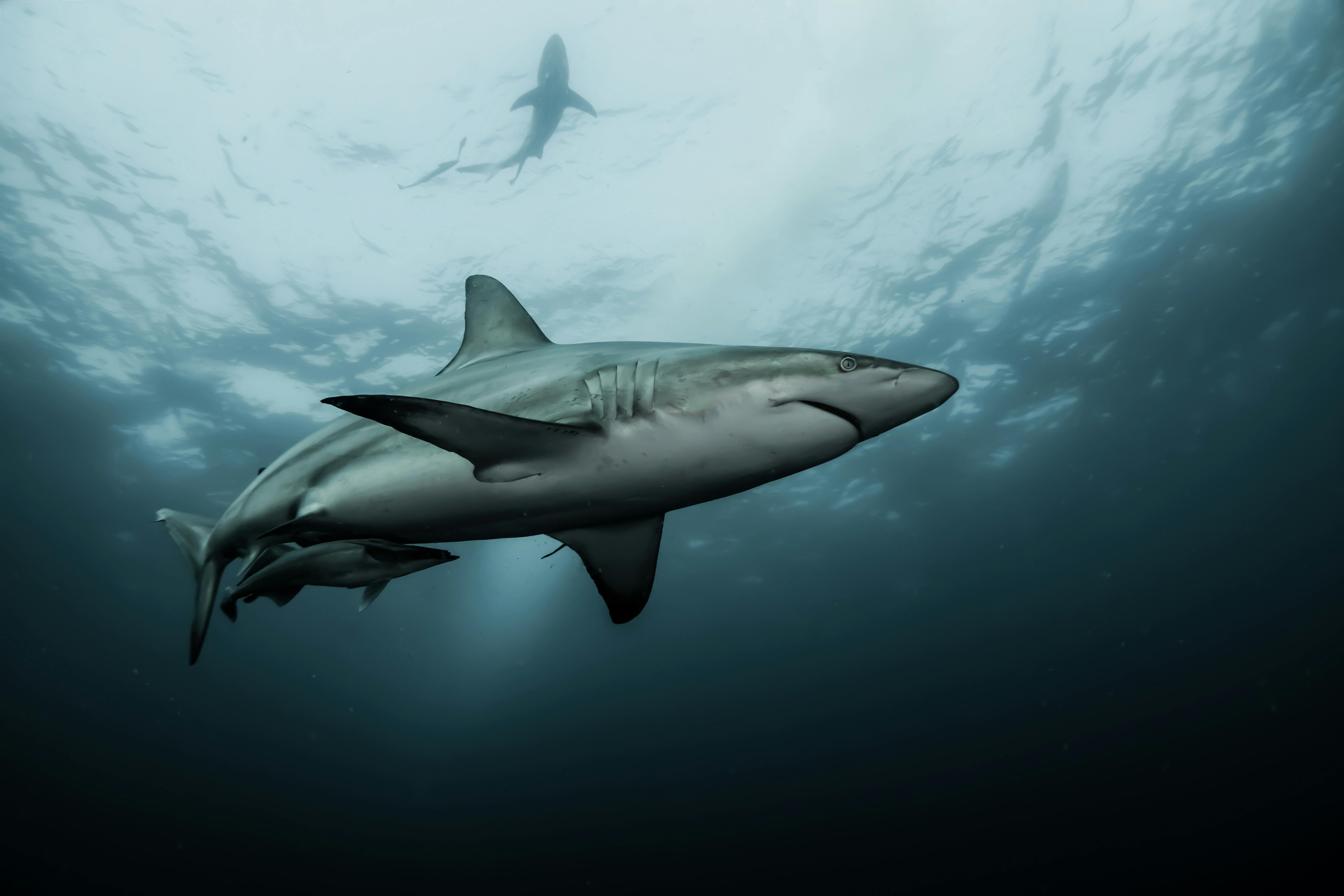 images of sharks