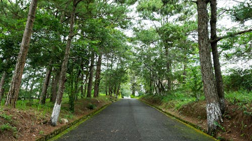 Concrete Road between Green Trees in the Forest