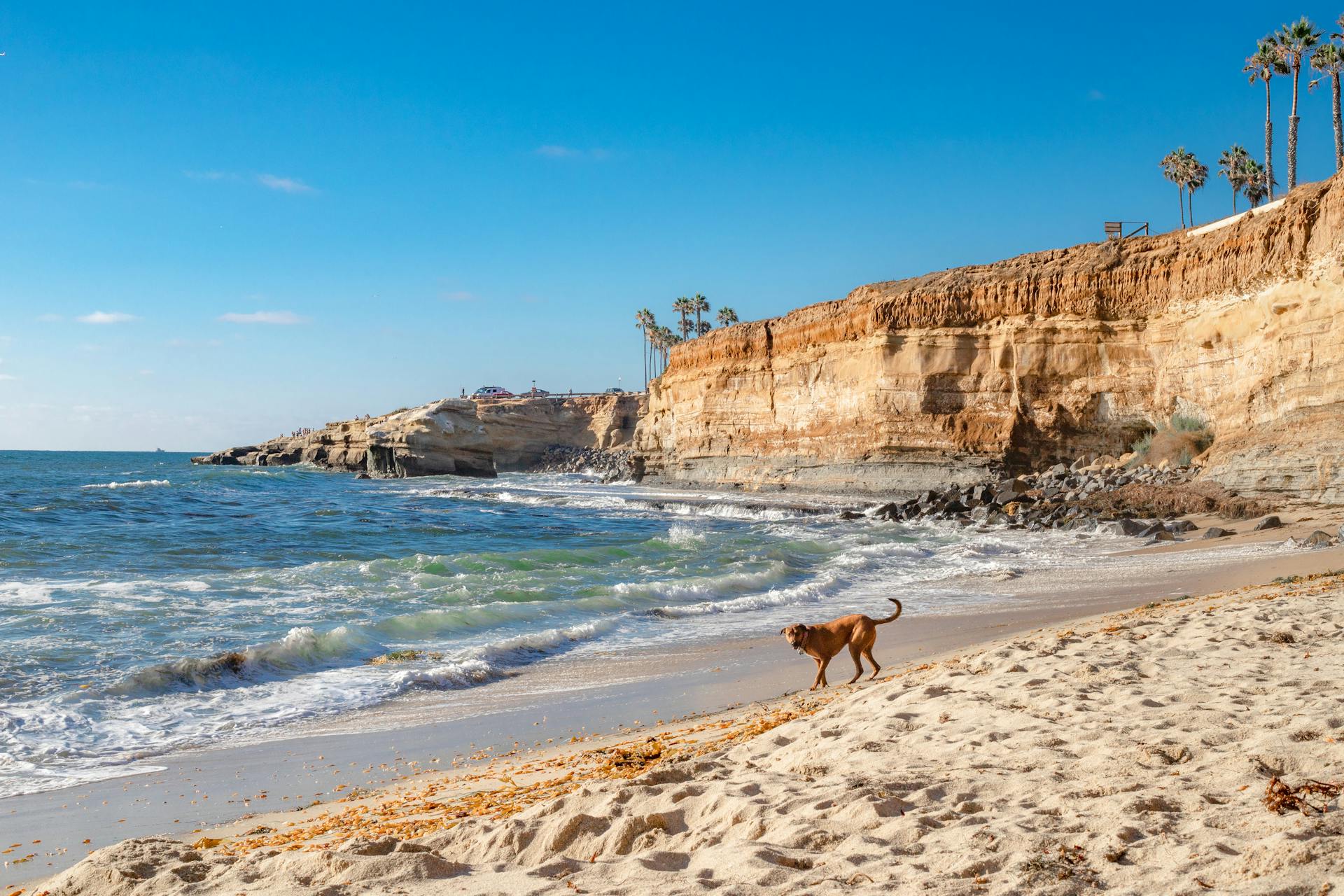 Dog on Beach