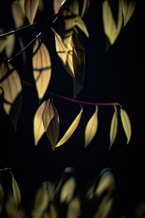 Darmowe zdjęcie z galerii z czarne tło, liście, pionowy strzał
