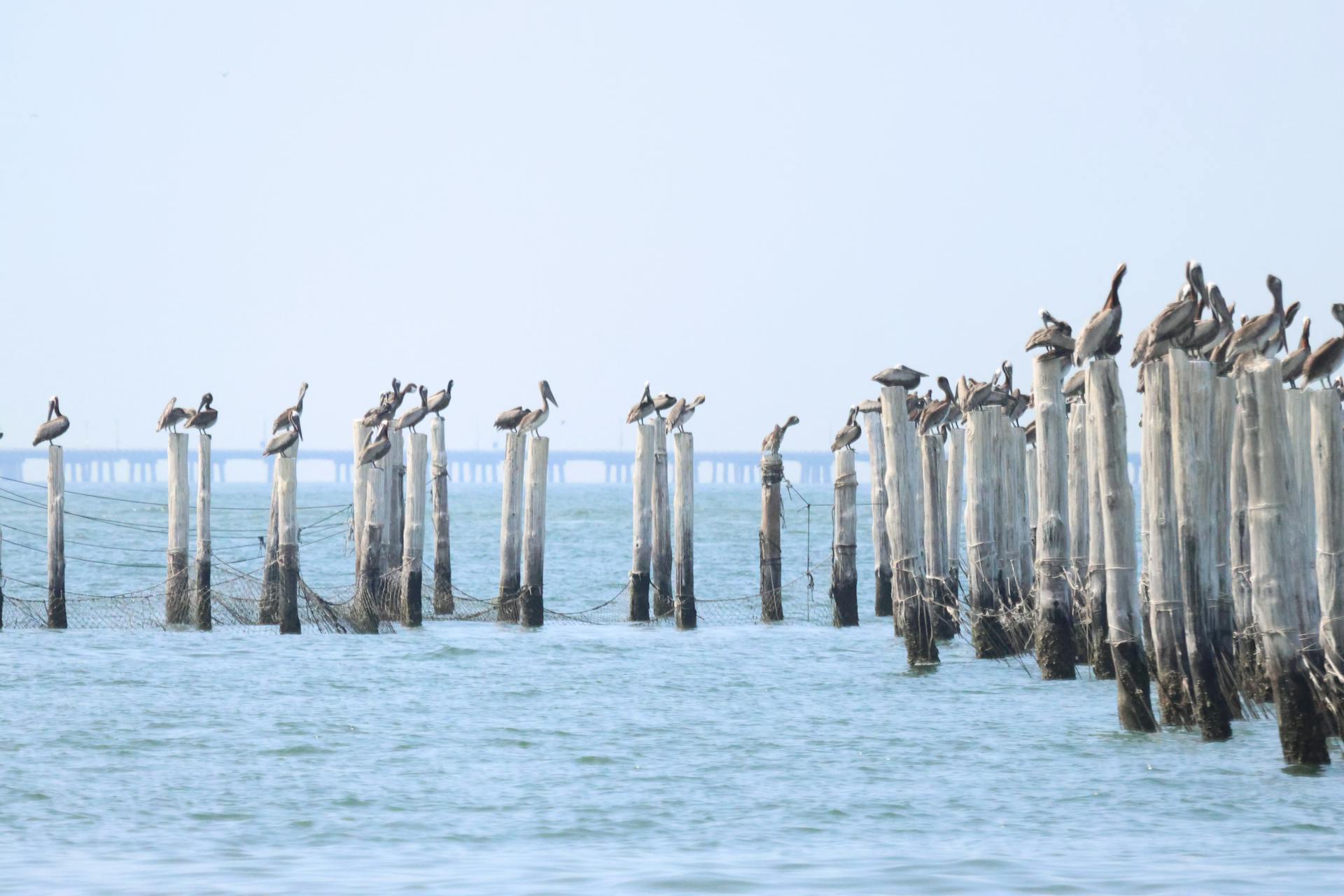 Pelicans gathering on wooden poles over the sea at Virginia Beach, highlighting coastal wildlife.