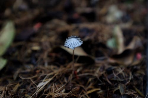 Foto profissional grátis de ao ar livre, aumento, Boletus