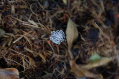 Foto profissional grátis de ao ar livre, aumento, Boletus