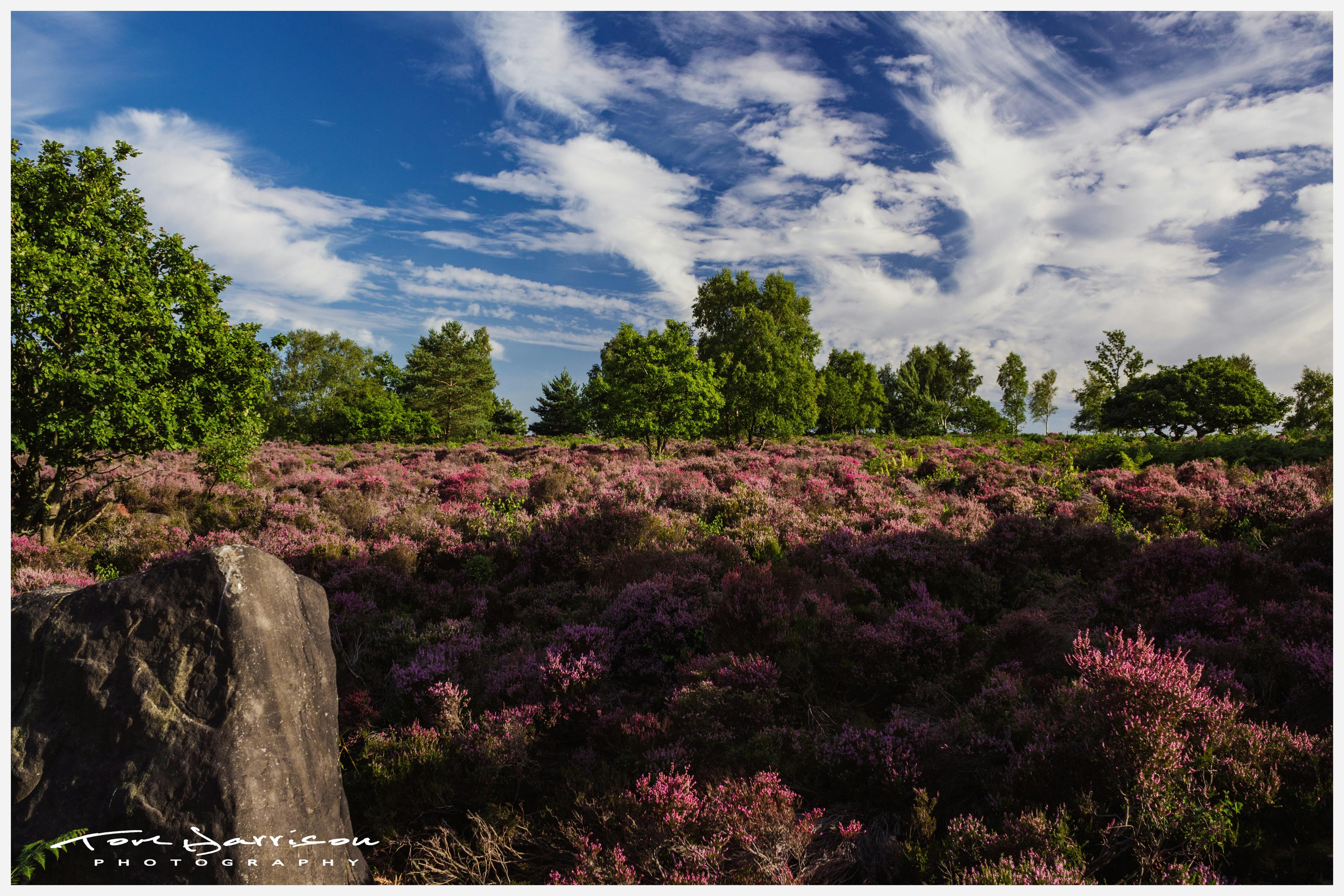 Free stock photo of blue sky, heather, trees