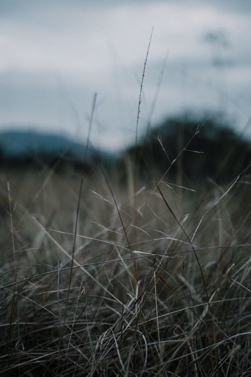 Free A serene grass field with dried blades, capturing a peaceful evening atmosphere in Veracruz. Stock Photo