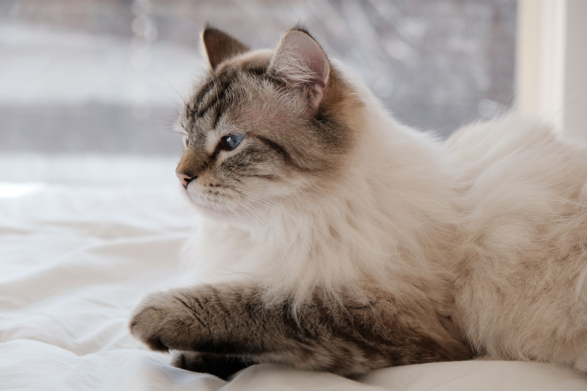 Close-up of a fluffy Ragdoll cat relaxing on a white bed, basking in natural light.