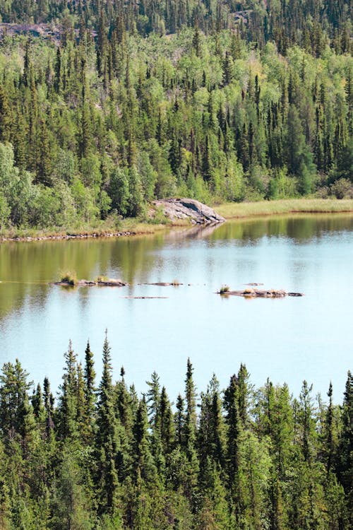 Green Trees Beside the River