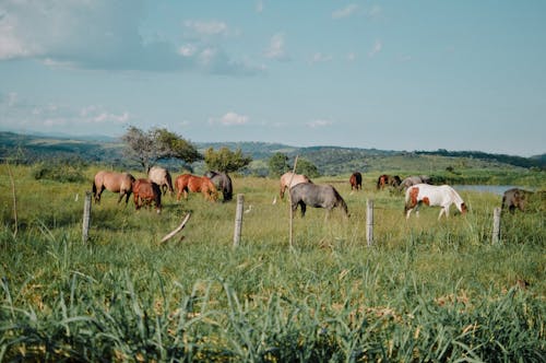 Photos gratuites de animaux, cheptel, chevaux