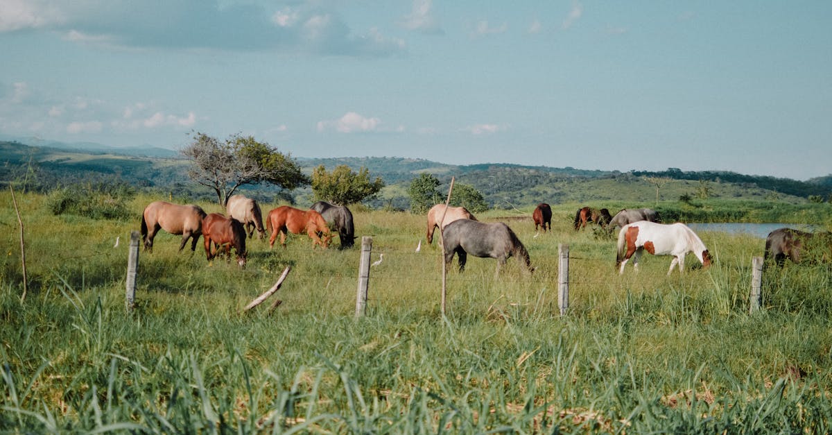 Is glue made from horses today